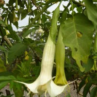 Brugmansia × candida Pers.